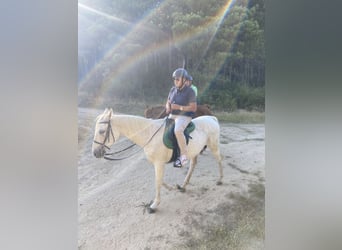 Hispano Arabian, Gelding, 22 years, 16 hh, Gray