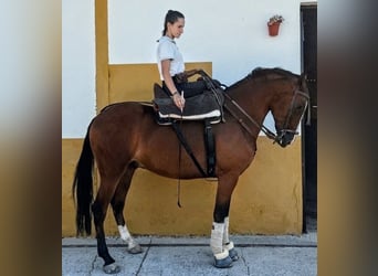 Hispano Arabian, Gelding, 3 years, 15.1 hh, Brown