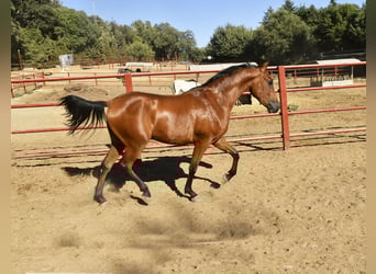 Hispano Arabian, Gelding, 3 years, 15.1 hh, Brown