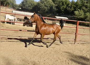 Hispano Arabian, Gelding, 3 years, 15.1 hh, Brown