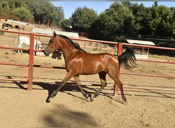 Hispano Arabian, Gelding, 3 years, 15.1 hh, Brown