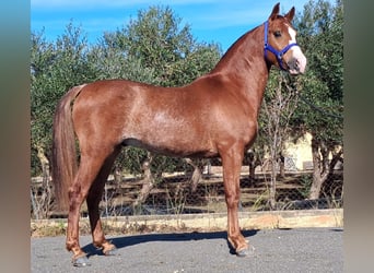Hispano Arabian, Gelding, 3 years, 15.1 hh, Chestnut-Red