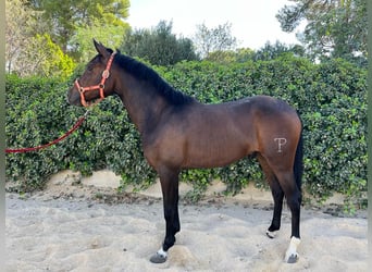 Hispano Arabian, Gelding, 3 years, 15.2 hh, Bay-Dark