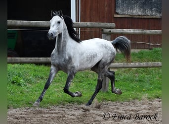 Hispano Arabian, Gelding, 4 years, 15.1 hh, Gray