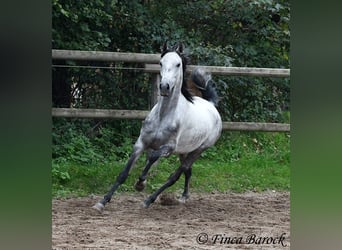 Hispano Arabian, Gelding, 4 years, 15.1 hh, Gray