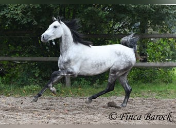 Hispano Arabian, Gelding, 4 years, 15.1 hh, Gray