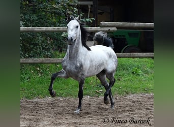 Hispano Arabian, Gelding, 4 years, 15.1 hh, Gray