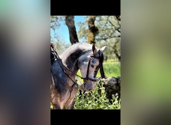 Hispano Arabian, Gelding, 4 years, 16,1 hh, Gray