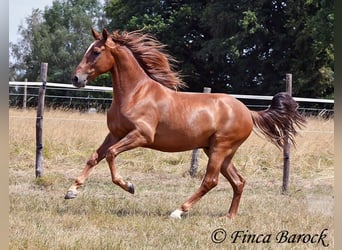 Hispano Arabian, Gelding, 5 years, 15.1 hh, Chestnut-Red