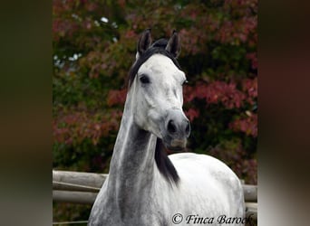 Hispano Arabian, Gelding, 5 years, 15.1 hh, Gray