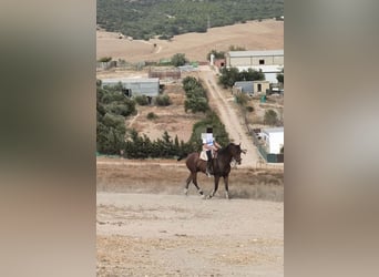 Hispano Arabian, Gelding, 5 years, 15,2 hh, Brown