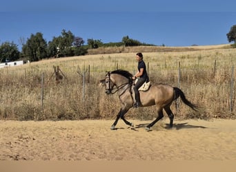 Hispano Arabian, Gelding, 5 years, 16 hh, Brown Falb mold