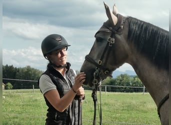 Hispano Arabian, Gelding, 5 years, 16 hh, Brown Falb mold