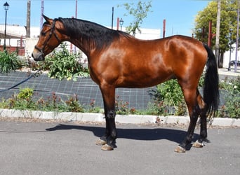Hispano Arabian, Gelding, 5 years, 16 hh, Brown