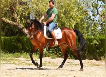 Hispano Arabian, Gelding, 5 years, 16 hh, Brown
