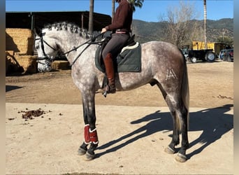 Hispano Arabian, Gelding, 5 years, 16,1 hh, Grey-Dark-Tan