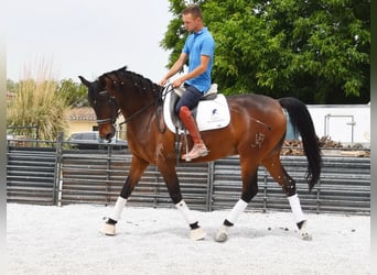 Hispano Arabian, Gelding, 6 years, 15.2 hh, Brown