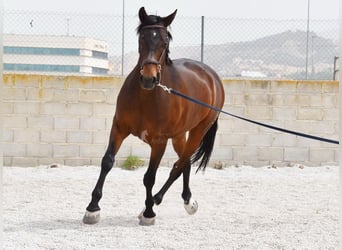 Hispano Arabian, Gelding, 6 years, 15.2 hh, Brown