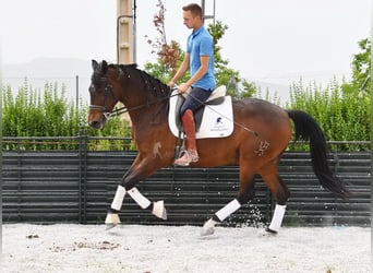 Hispano Arabian, Gelding, 6 years, 15.2 hh, Brown