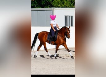 Hispano Arabian, Gelding, 6 years, 16 hh, Brown