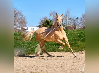 Hispano Arabian Mix, Gelding, 6 years
