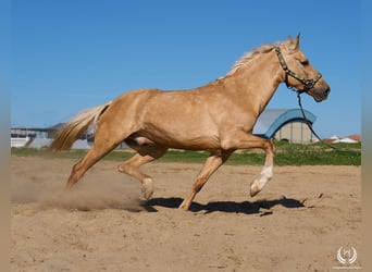 Hispano Arabian Mix, Gelding, 6 years