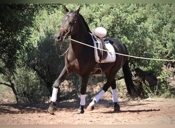 Hispano Arabian, Gelding, 7 years, 15,2 hh
