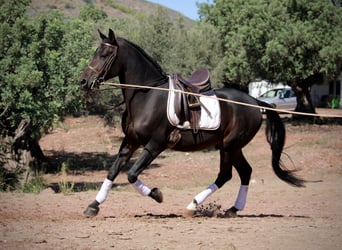 Hispano Arabian, Gelding, 7 years, 15,2 hh