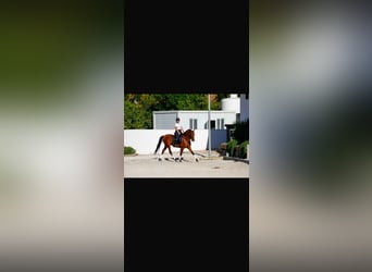 Hispano Arabian, Gelding, 7 years, 16 hh, Brown