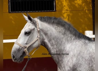Hispano Arabian, Gelding, 8 years, 16.1 hh, Gray-Dapple