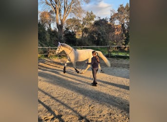 Hispano Arabian, Gelding, 9 years, 15,3 hh, Grey