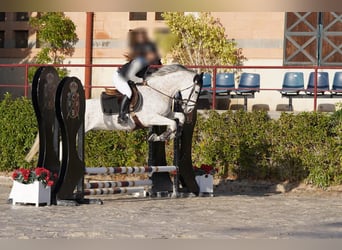 Hispano Arabian, Gelding, 9 years, 15,3 hh, Grey