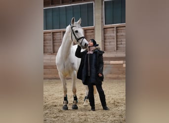 Hispano Araber, Wallach, 9 Jahre, 16 hh, Schimmel