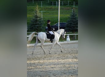 Hispano Arabian, Gelding, 9 years, 16 hh, Gray