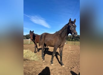 Hispano Arabian, Gelding, Foal (01/2026)