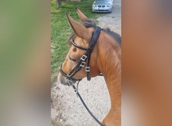 Hispano Arabian, Mare, 10 years, 15 hh, Brown