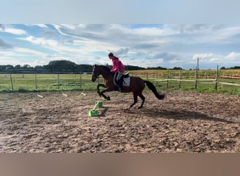 Hispano Arabian, Mare, 11 years, 15 hh, Brown