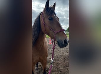 Hispano Arabian, Mare, 11 years, 15 hh, Brown