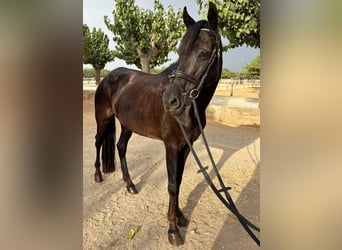 Hispano Arabian, Mare, 12 years, 14.1 hh, Black