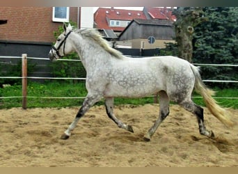 Hispano Arabian, Mare, 12 years, 15 hh, Gray-Dapple