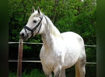 Hispano Arabian, Mare, 12 years, 15 hh, Gray-Dapple