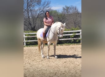 Hispano Arabian, Mare, 13 years, 15.2 hh, Gray