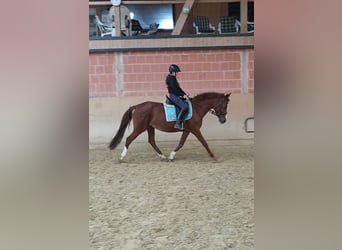 Hispano Arabian, Mare, 14 years, 15,2 hh, Chestnut-Red