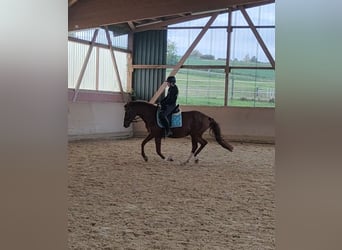 Hispano Arabian, Mare, 14 years, 15,2 hh, Chestnut-Red