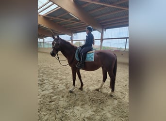 Hispano Arabian, Mare, 14 years, 15,2 hh, Chestnut-Red