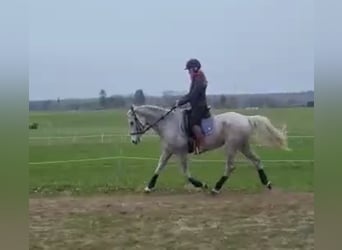 Hispano Arabian, Mare, 18 years, 15,2 hh, Grey-Fleabitten
