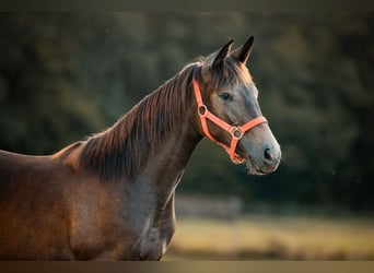 Hispano Arabian, Mare, 1 year, 13,1 hh, Gray-Dark-Tan