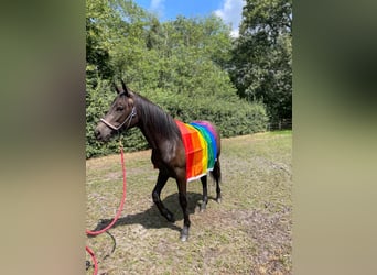 Hispano Arabian Mix, Mare, 1 year, 15.1 hh, Can be white