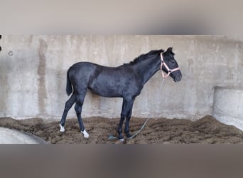 Hispano Arabian, Mare, 1 year, 15.2 hh, Gray