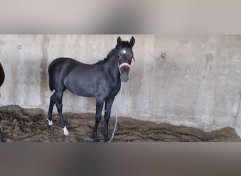 Hispano Arabian, Mare, 1 year, 15.2 hh, Gray